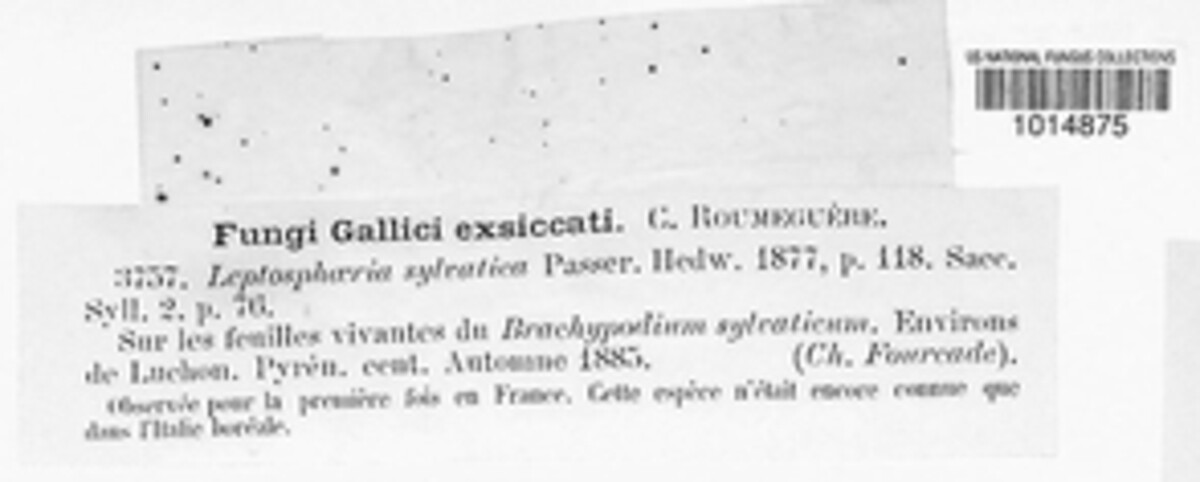 Phaeosphaeria sylvatica image